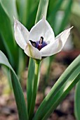 TULIPA HUMILIS ALBOCAERULEA