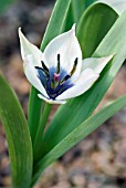 TULIPA HUMILIS ALBOCAERULEA