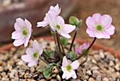 HEPATICA PYRENAICA APPLE BLOSSOM