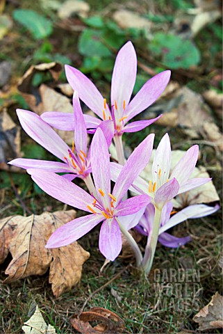 COLCHICUM_BYZANTIANUM_MAJOR