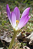 COLCHICUM AUTUMNALE