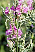 PHYSOSTEGIA VIRGINIANA VARIEGATA