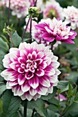 DAHLIA ROTHESAY REVELLER