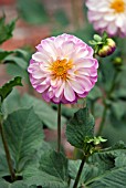 DAHLIA FERNHILL LILY