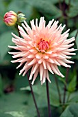 DAHLIA PREFERENCE