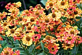 HELENIUM SEPTEMBERFUCHS