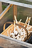 GARLIC BULBS DRYING IN A COLD FRAME BEFORE STORAGE