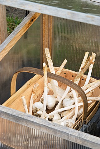 GARLIC_BULBS_DRYING_IN_A_COLD_FRAME_BEFORE_STORAGE