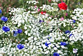 WILD FLOWER MEADOW WITH COW PARSLEY AND CORNFLOWERS