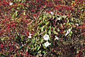 CONVOLVULUS ARVENSIS GROWING THROUGH A HAWTHORN HEDGE