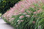 MISCANTHUS YAKUSHIMA