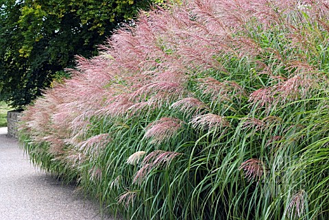 MISCANTHUS_YAKUSHIMA