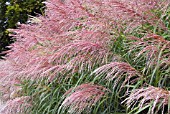 MISCANTHUS YAKUSHIMA