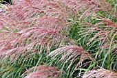 MISCANTHUS YAKUSHIMA