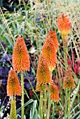 KNIPHOFIA CAULESCENS IN MIXED BORDER