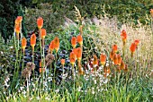 KNIPHOFIA CAULESCENS IN MIXED BORDER