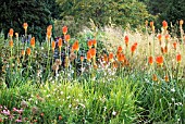 KNIPHOFIA CAULESCENS IN MIXED BORDER