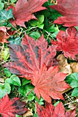 ACER JAPONICUM LEAVES IN AUTUMN