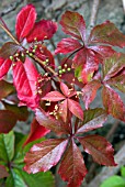 PARTHENOCISSUS QUINQUEFOLIA IN AUTUMN