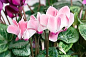 CYCLAMEN PERSICUM FLAME