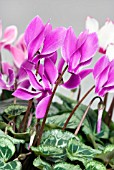 CYCLAMEN PERSICUM SILVERADO PURPLE FLAME