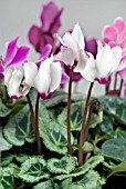 CYCLAMEN PERSICUM DECO VICTORIA