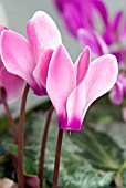 CYCLAMEN PERSICUM FLAME