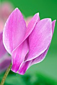 CYCLAMEN PERSICUM FLAME