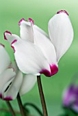 CYCLAMEN PERSICUM DECO VICTORIA