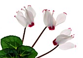 CYCLAMEN PERSICUM DECO VICTORIA