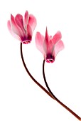 CYCLAMEN PERSICUM FLAME