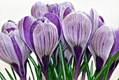 CROCUS VERNUS PICKWICK