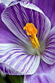 CROCUS VERNUS PICKWICK