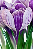 CROCUS VERNUS PICKWICK