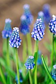 MUSCARI ARMENIACUM  BLUE MAGIC