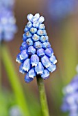 MUSCARI ARMENIACUM BLUE MAGIC