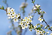 SPIRAEA ARGUTA