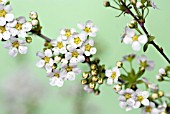 SPIRAEA ARGUTA