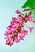 RIBES SANGUINEUM FLOWER