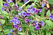 PULMONARIA BLUE ENSIGN