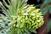 EUPHORBIA CHARACIAS WULFENII