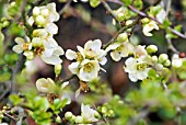 CHAENOMELES JAPONICA ISSAI WHITE