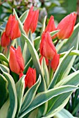 TULIPA PRAESTANS UNICUM