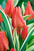 TULIPA PRAESTANS UNICUM