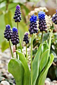 MUSCARI LATIFOLIUM