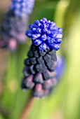 MUSCARI LATIFOLIUM