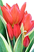 TULIPA PRAESTANS UNICUM