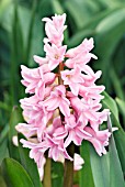 HYACINTHUS ORIENTALIS FONDANT