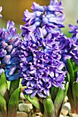 HYACINTHUS ORIENTALIS DELFT BLUE