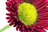 BELLIS PERENNIS